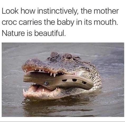 FUNNY ENGLISH POST #13🇬🇧 "Veja quão instintivamente, a mãe crocodilo ...