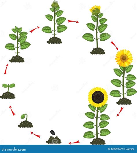 Sunflower Life Cycle