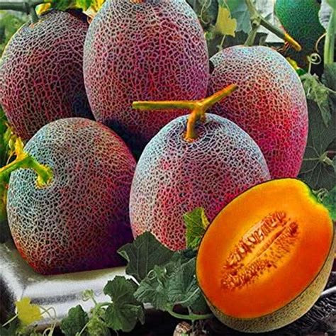 Melon Lesya Seeds – Heirloom Non-GMO Variety – Dharaseeds