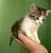 Image result for Cutest Kittens and Puppies in the World