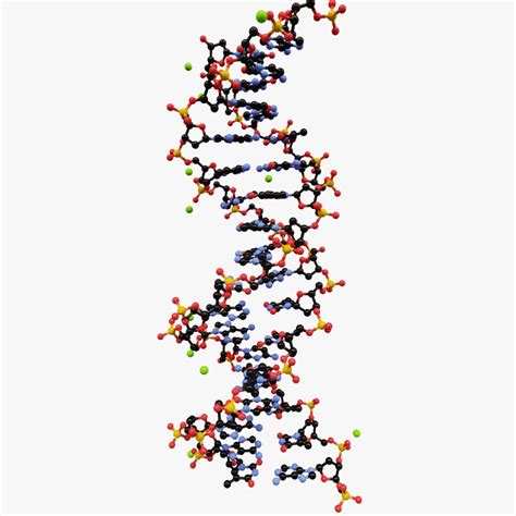 3D model double helix dna molecule - TurboSquid 1161814