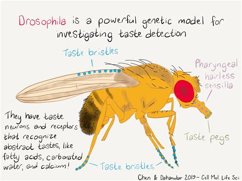 Fruit fly offers lessons in good taste | UCR News | UC Riverside