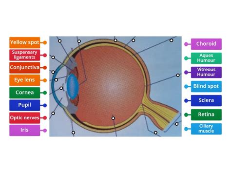 Image result for Visual Inspection Eye Structure Labeled
