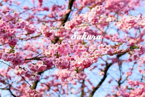 An absolute transformation occurs as these beautiful pink ‘Cherry ...