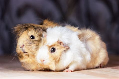 Cute Guinea Pig Names