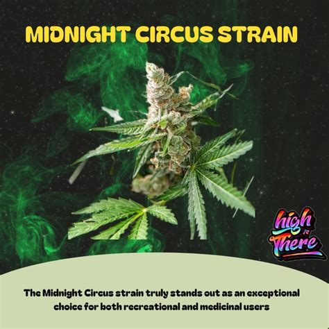 Midnight Circus Strain Review | Buy Now at HighThere