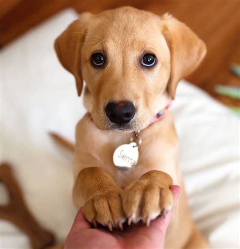 small dogs for adoption mn