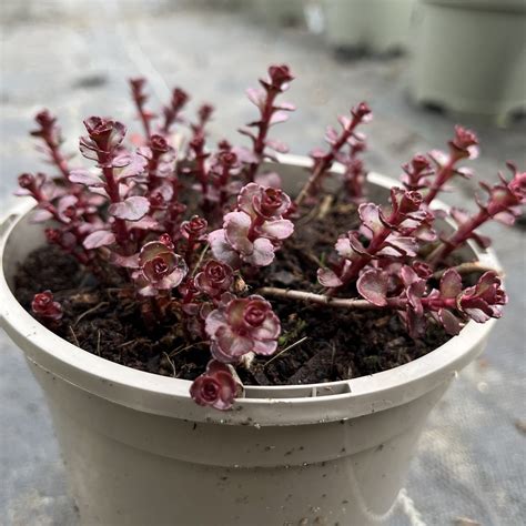 Sedum 'Voodoo' - Companion Plants - Millais Nurseries