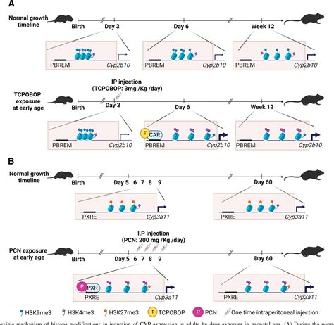 Figure 1 from Special Section on Perspective on Drug Metabolism and Disposition, Part I ...