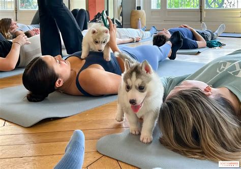 Pawsitive vibes only the transformative power of puppy yoga – Artofit