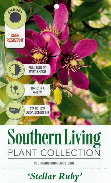 Magnolia figo Stellar Ruby