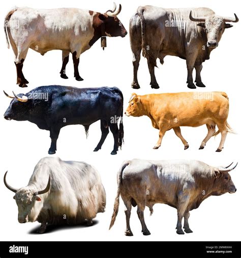 many different breeds of cows on white background Stock Photo - Alamy