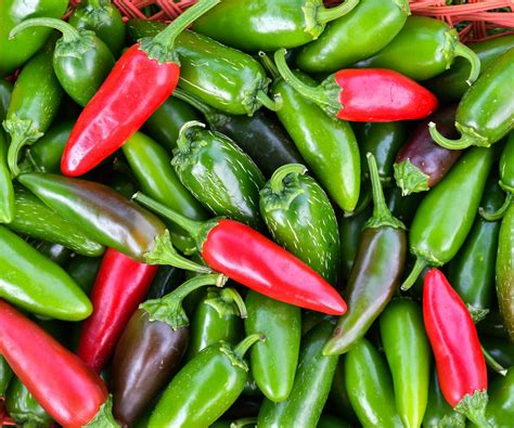 How to grow jalapeno peppers - tips for top harvests | Homes and Gardens