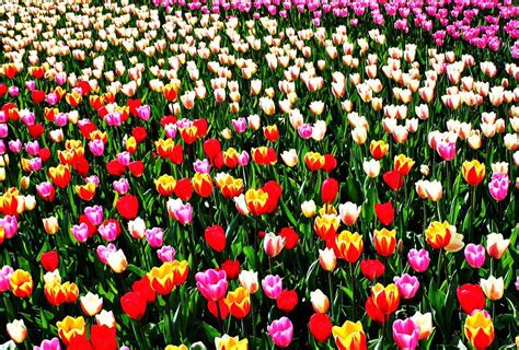 Image result for Spring Flower Nail Tutorials