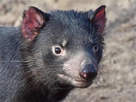Exploring the Lost Treasures: Unveiling Australia’s Extinct Native Animals