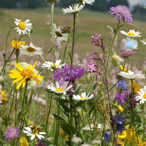 Connecting to Nature | Wildflower Seed & Bird Food Ireland
