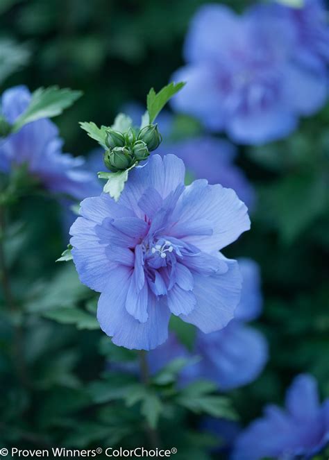 Blue Chiffon® - Rose of Sharon - Hibiscus syriacus | Proven Winners