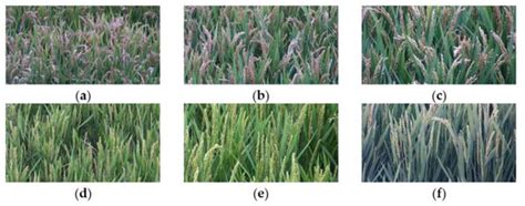 Improved Mask R-CNN Combined with Otsu Preprocessing for Rice Panicle ...