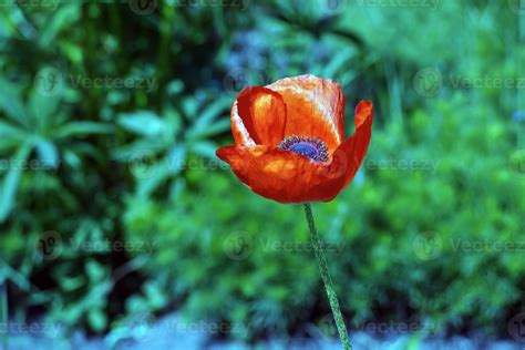 The opium poppy flower, in Latin papaver somniferum, is a red flowering ...