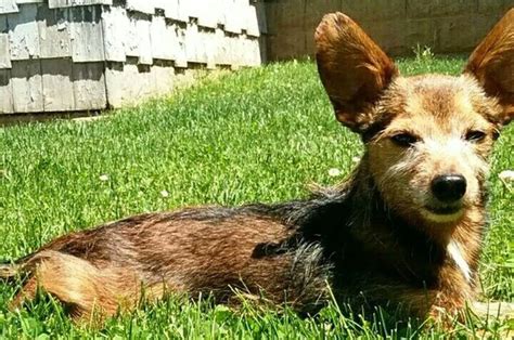 6 Dachshund Terrier Mixes For Every Owner