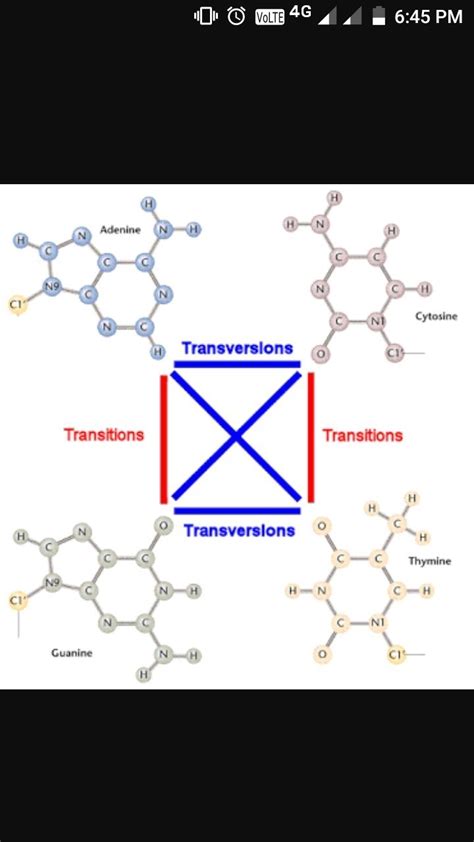 Difference between transition and transversion in evolution - Brainly.in