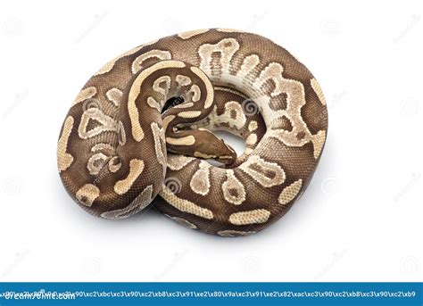 Image result for Royal Python Skin Background