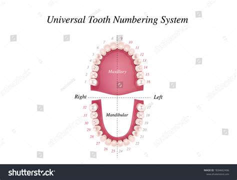 Adult International Tooth Numbering Chart Universal Stock Vector ...