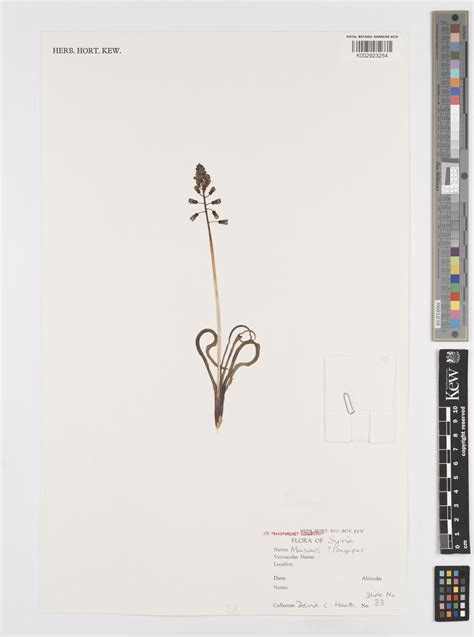 Muscari longipes Boiss. | Plants of the World Online | Kew Science