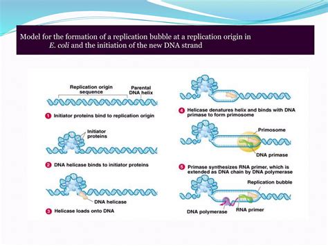 Dna replication in prokaryotes | PPTX