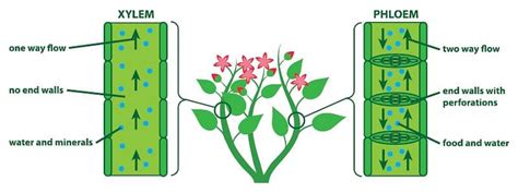 Anatomy of Flowering Plants Chapter Notes - Biology Class 11 - NEET PDF ...