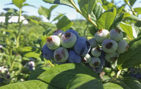 Blueberry Season In India at Irene Rayburn blog