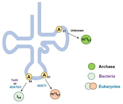 Inosine in Biology and Disease