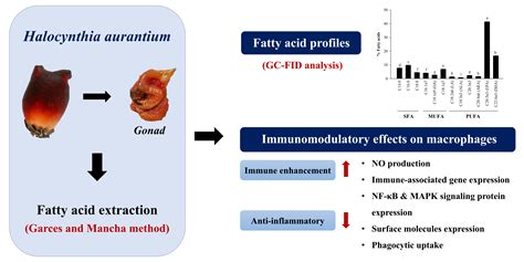 In Vitro Immune-Enhancement and Anti-Inflammatory Effects of Fatty ...
