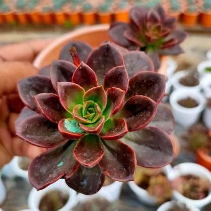 Kapebonavista Echeveria Nodulosa Plant Price in India - Buy ...