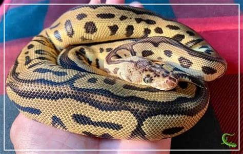 Image result for Ball Python Scared