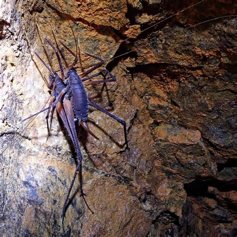 Giant Cave Cricket