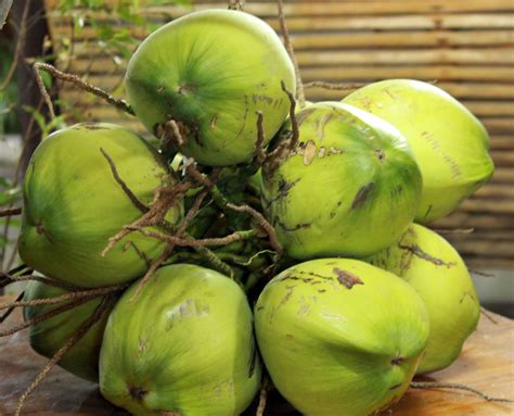 Coconut Hybridization Program 的图像结果