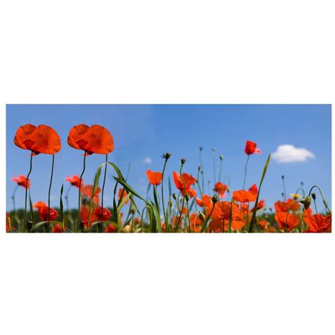 Border Red Poppy Wall sticker | wall-art.com