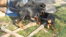 dackel suchen ein dackel und pinscher mix welpen aus dem tierheim dackel suchen ein dackel und pinscher mix welpen aus dem tierheim
