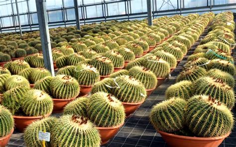 UNIQUE TREES - Outdoor Luxury