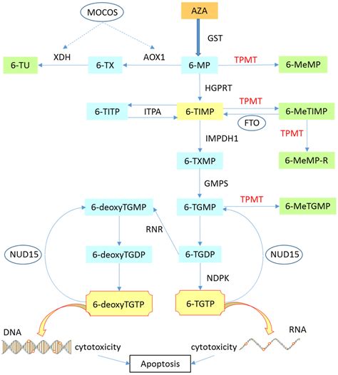 Azathioprine Mechanism Of Action