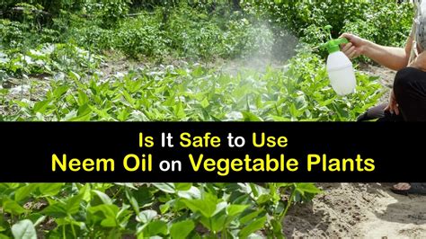 Can You Use Neem Oil on Veggies - Vegetable Spray Safety