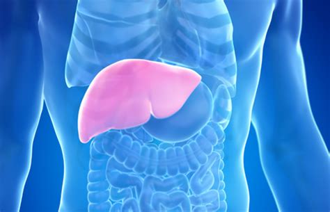 How Does the Liver Help in Detoxification? – Muditam Ayurveda