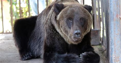Brown bear rescued after 17 years of abuse as circus and restaurant ...
