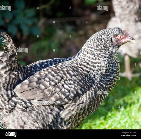 Cuckoo egg hi-res stock photography and images - Alamy