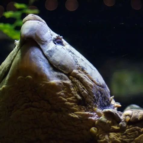 Image result for Large Alligator Snapping Turtle