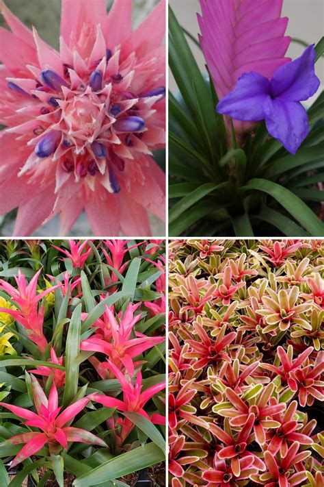 Bromeliads Rainforest New Bromeliad Plant Display Open The Living