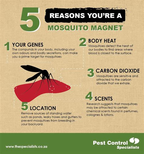 What Attracts Mosquitoes