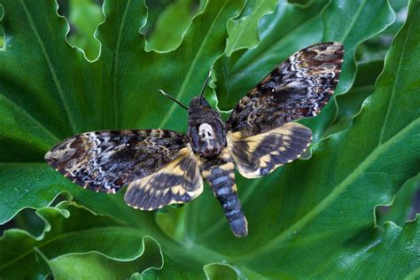 Death's Head Hawk Moth - Acherontia — The Butterfly Babe