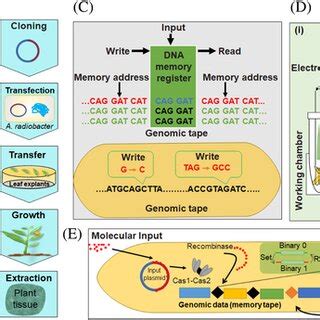 DNA digital data storage Data Encoding 的图像结果